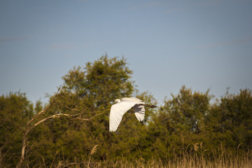 Garza blanca alzando el vuelo sobre los humedales de las Tablas de Daimiel en Ciudad Real