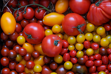 Different varieties of ripe tomato harvest
