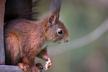 Eichhörnchen im Profil