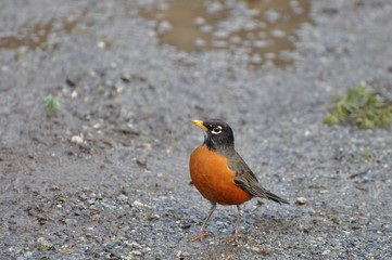 Pert Robin