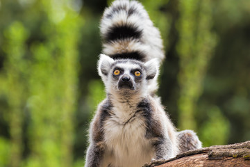 Portrait of a lemur on a tree