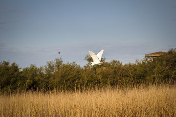 Garza blanca alzando el vuelo sobre los humedales de las Tablas de Daimiel en Ciudad Real