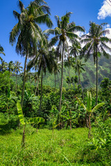 Naklejka premium Moorea island jungle and mountains landscape view