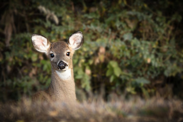 deer