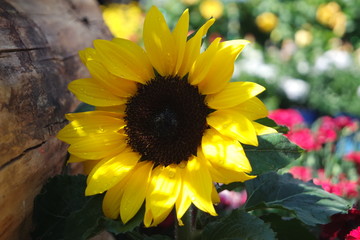 Obraz premium Beautiful sunflower
