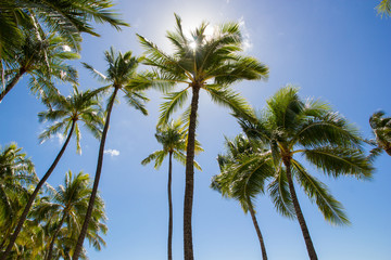 Obraz na płótnie Canvas Palm Trees with Clouds and Blue Sky 3