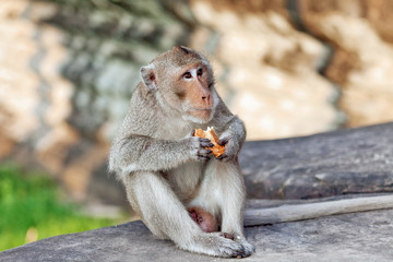 Monkey eating bread