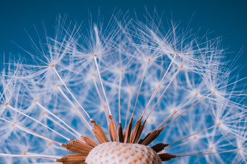 Faded Dandelion in blue