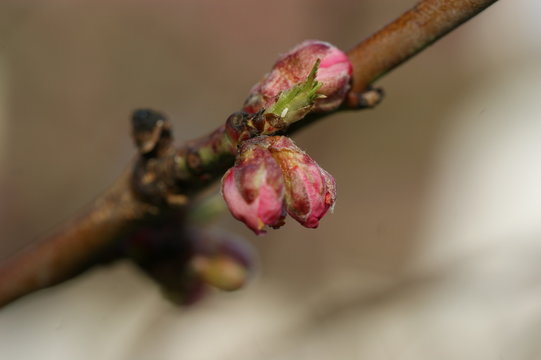 Zarte Knospen eines Pfirsichbaumes