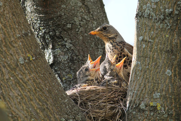 Fieldfare (Turdus pilaris) with chicks in nest on a tree © kazakovmaksim