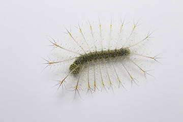 Caterpillar of the Common Archduke buttterfly in dorsal view