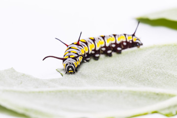 Caterpillar of plain tiger butterfly eating leaf