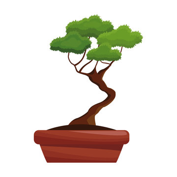 pot tree bonsay longevity botanical hobby vector illustration