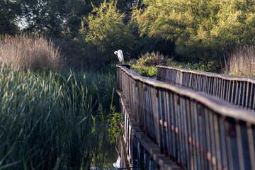 Garza blanca tomando el sol en los humedales de las Tablas de Daimiel en Ciudad Real