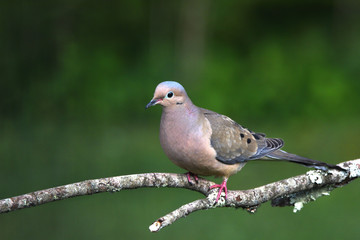 dove