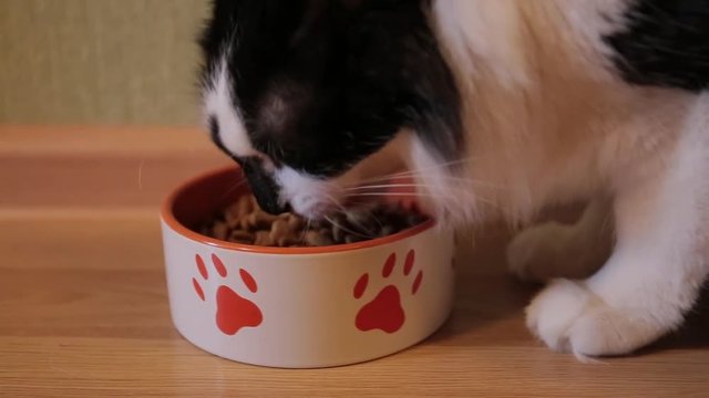 Beautiful black and white cat eating food, close-up. dry food