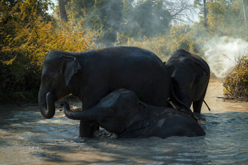 Elephants in the pond  the wild