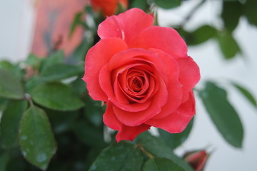 Beautiful red rose