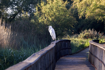 Garza blanca tomando el sol en los humedales de las Tablas de Daimiel en Ciudad Real