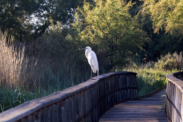 Garza blanca tomando el sol en los humedales de las Tablas de Daimiel en Ciudad Real