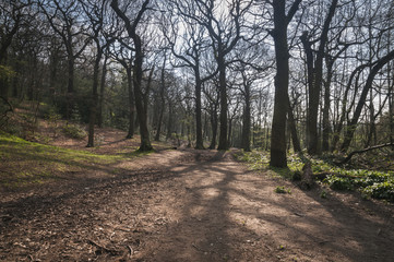 Stoneycliffe Wood Nature Reserve, near Netherton in Yorkshire,England