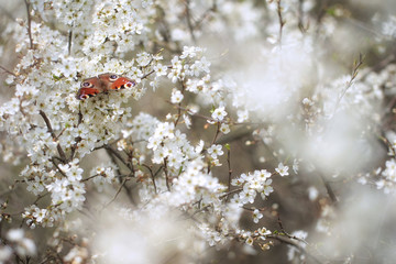 Pecock butterfly with blossoms