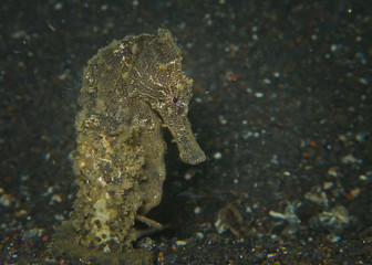 A Common Seahorse (Hippocampus taeniopterus) ,Night dive, Lembeh Strait, Indonesia