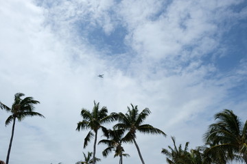 Fototapeta na wymiar Waterplane flying over the palm trees of Miami Beach