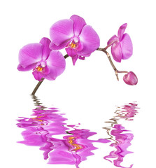 Pink orchid on a white background reflected in a water