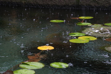 雨に打たれる水面