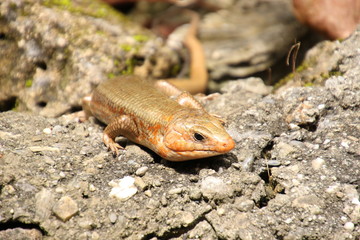 Naklejka premium 貫禄のオオトカゲ