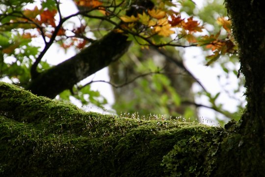 胞子嚢 Images Browse 46 Stock Photos Vectors And Video Adobe Stock