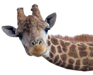 Deurstickers Giraf Giraf hoofd gezicht
