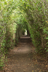 Obraz premium Footpath to old cemetery and historic pear tree in Genadendal