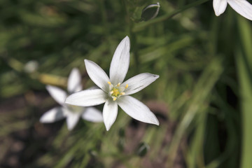 Krokus in voller Blüte