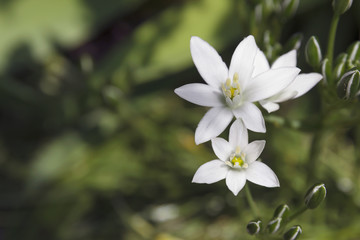 Weiße Krokuse von Rechts