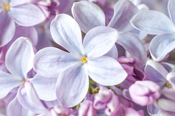 Fototapeta na wymiar Lilac flowers in blossom, Floral motif wallpaper