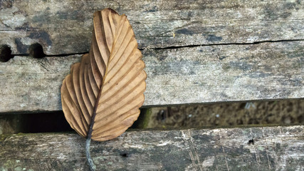 dry leaves on a wooden table in Johor National Park, Malaysia