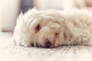 Havanese dog snoozing on the carpet