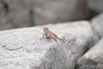 Small gecko posing on a rock