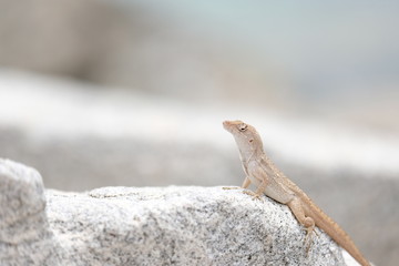 Small gecko posing on a rock