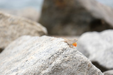 Small gecko posing on a rock