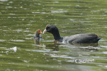 coot family © Pawel Cieciera