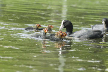 Fulica atra