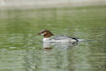 common merganser 