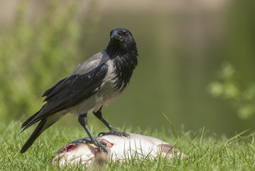 Crow