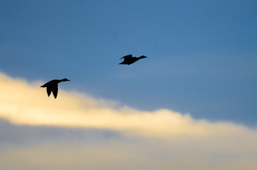 Silhouetted Ducks Flying in the Dark Evening Sky