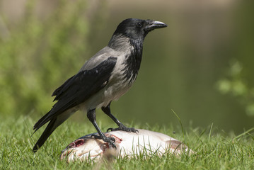 Crow