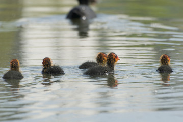 Fulica atra © Pawel Cieciera