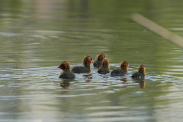 Fulica atra © Pawel Cieciera
